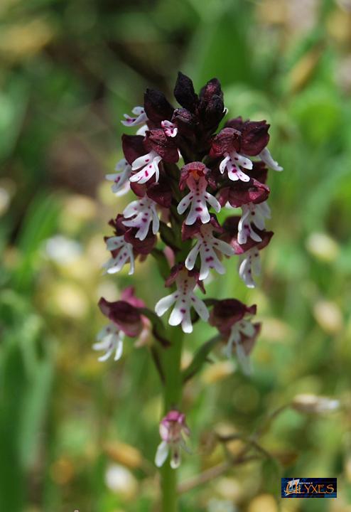 orchis ustulata .JPG